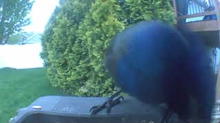 common grackle