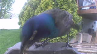 common grackle