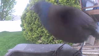 common grackle