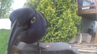 common grackle