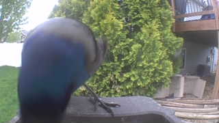 common grackle