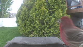 house finch