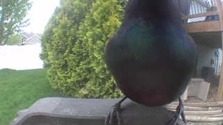 european starling