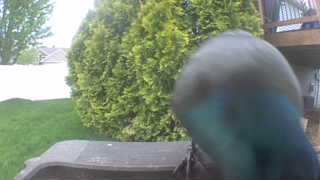 mallard
