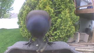 common grackle
