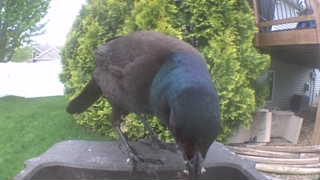 common grackle