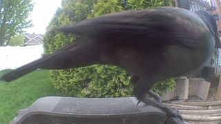 american crow