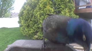 common grackle