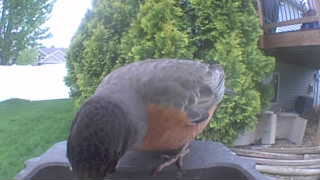 american robin