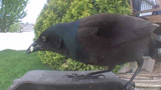 common grackle