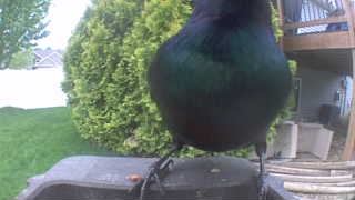 european starling