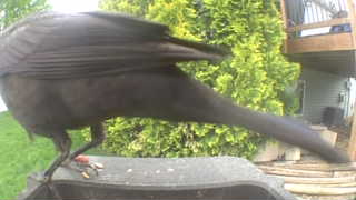 american crow