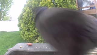 american crow