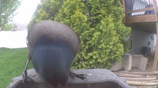 common grackle