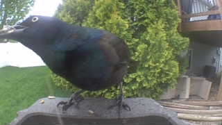 common grackle
