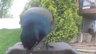 common grackle