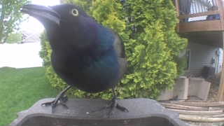 common grackle