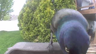 common grackle
