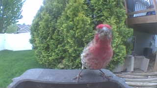 house finch