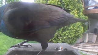 common grackle