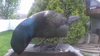 common grackle