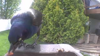 common grackle