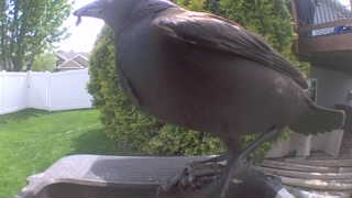 american crow
