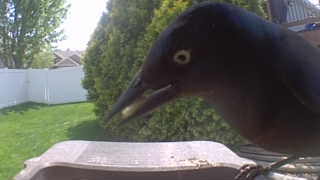 common grackle