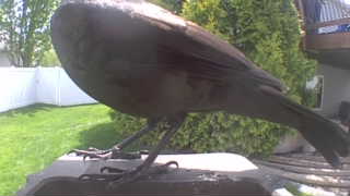common grackle