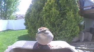 house sparrow