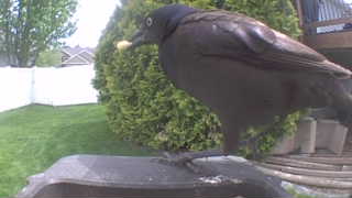 common grackle