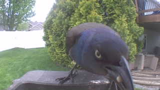 common grackle