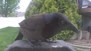 common grackle