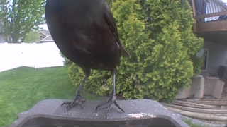 american crow