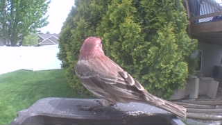 house finch