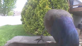 common grackle