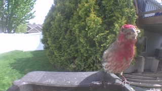 house finch