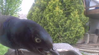 common grackle
