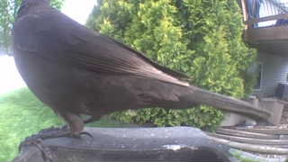 common grackle