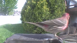 house finch