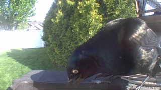 common grackle