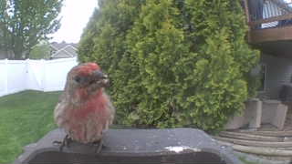house finch