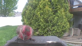 house finch
