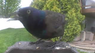 common grackle