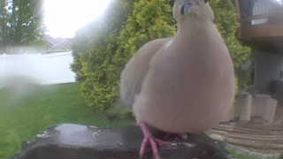 eurasian collared-dove