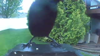 common grackle