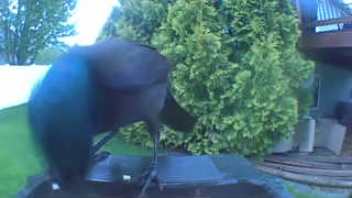 common grackle