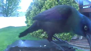 common grackle