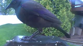 european starling
