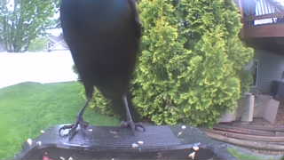 common grackle